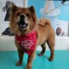 Fashion Pets. - Imagen 6
