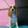 Fashion Pets. - Imagen 7