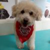 Fashion Pets. - Imagen 8