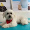 Fashion Pets. - Imagen 9