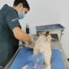 Veterinaria Nacho Pets - Imagen 12