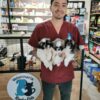 Veterinaria Nacho Pets - Imagen 3