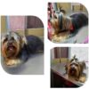 Niauudog. - Imagen 8