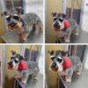 Niauudog. - Imagen 10