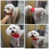 Niauudog. - Imagen 6