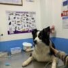 Centro Veterinario VitalVet - Imagen 12